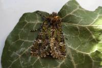 Valeria jaspidea