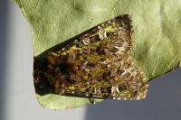 Valeria jaspidea