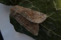 Orthosia incerta