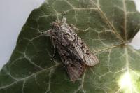 Xylocampa areola