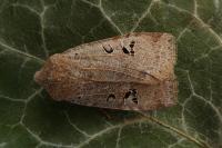 Conistra rubiginosa