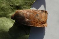 Conistra ligula