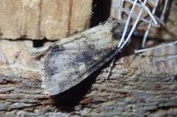 Mesapamea secalella