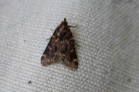Aglossa caprealis