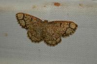 Stegania cararia