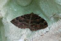 Triphosa dubitata