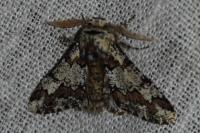Biston strataria