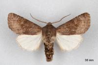 Aporophyla lueneburgensis