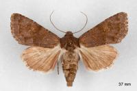 Aporophyla lueneburgensis