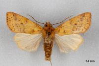 Cirrhia gilvago