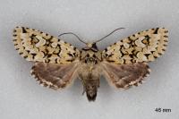 Griposia aprilina