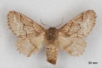 Trichiura crataegi