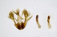 Mesoligia furuncula
