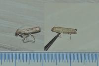 Phycitodes inquinatella
