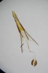 Phycitodes inquinatella