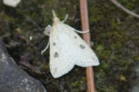 Udea numeralis