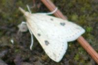 Udea numeralis