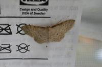 Idaea fuscovenosa