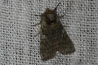 Achlya flavicornis
