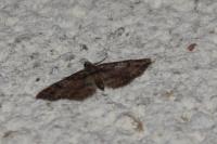 Gymnoscelis rufifasciata
