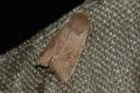 Orthosia cruda