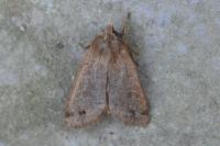 Anorthoa munda