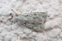 Lithophane ornitopus