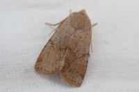 Conistra rubiginosa