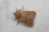 Spudaea ruticilla