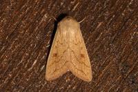 Mythimna vitellina