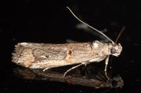 Pempelia palumbella