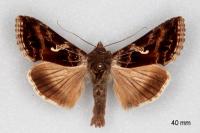 Autographa gamma