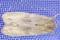 Lithophane socia
