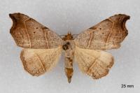 Laspeyria flexula