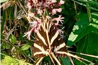 Euplagia quadripunctaria