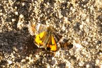 Archiearis parthenias
