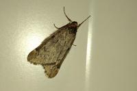 Alsophila aescularia