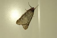 Alsophila aescularia