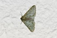 Phigalia pilosaria