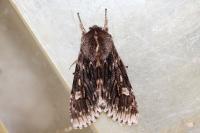Brachionycha nubeculosa