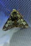 Biston strataria
