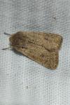Orthosia cruda