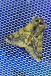 Apocheima hispidaria