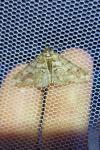 Agriopis leucophaearia