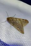 Alsophila aescularia