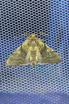 Achlya flavicornis