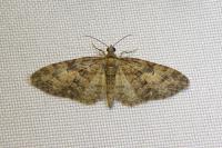 Eupithecia abbreviata
