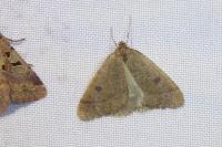 Theria primaria