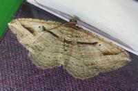 Costaconvexa polygrammata