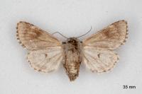 Acronicta menyanthidis